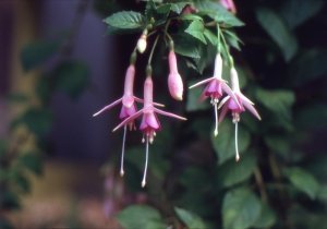 pink_rain