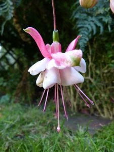pink_veil