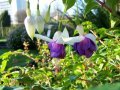 marianne_timmer