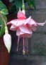 natasha_sinton
