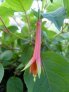 oostveens_zomeroogst