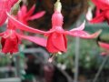 red_bells