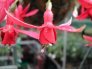 red_bells