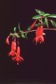 red_rain