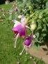 rose_of_castile