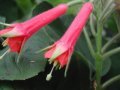 speciosa