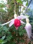 t.i.s._herentalis