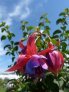 tennessee_waltz
