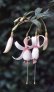 white_spider